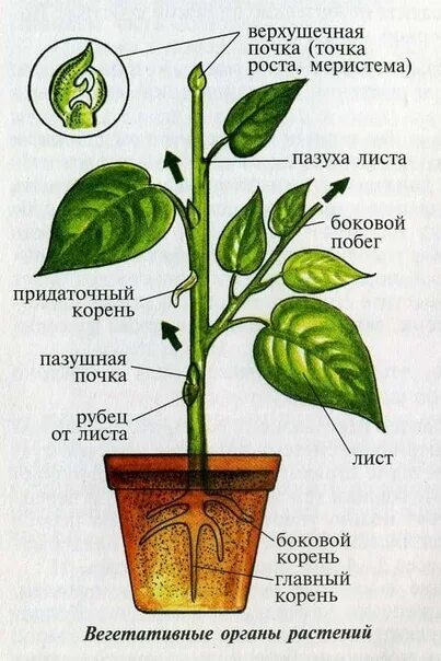 Как выглядят органы растений Видоизменённые побеги. 2023 Полезная биология, подготовка к огэ ВКонтакте