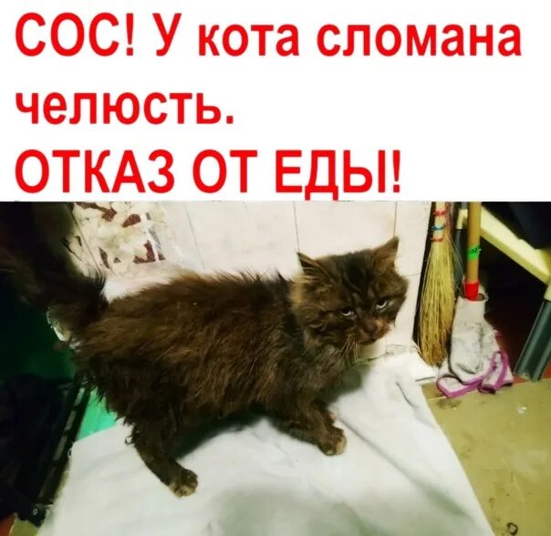 Кот отказывается пить. Кот отказывается. Отказы не принимаются котик Мем.