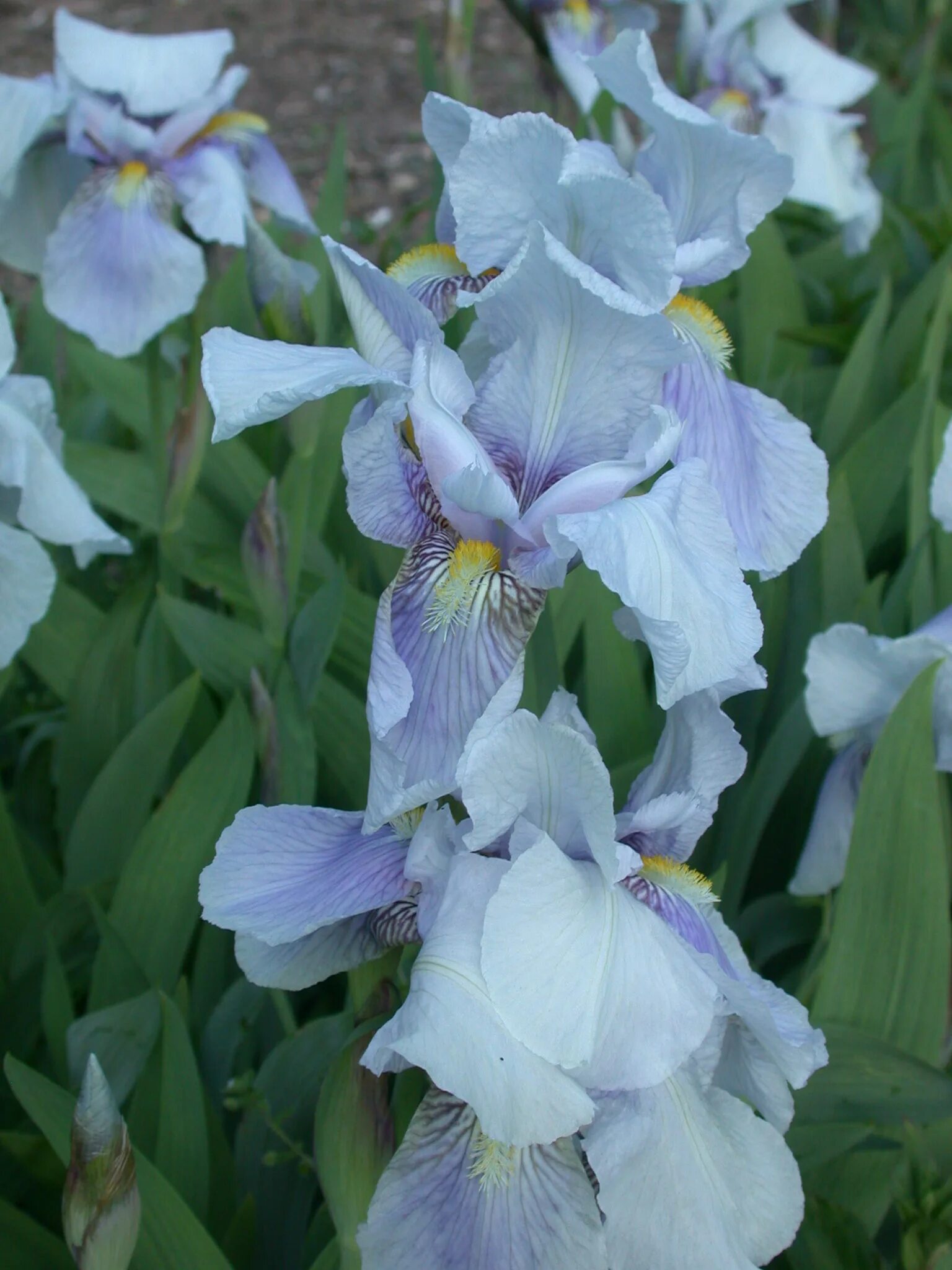 ирис флорентина. ирис германский "alpine castle". касатик флорентийский. ирис германский 'florentina'. ирис высокорослый флорентина.
