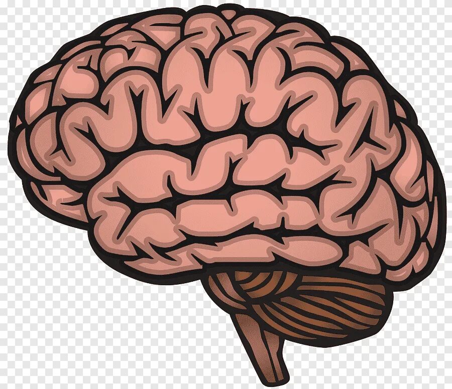 Brain contain