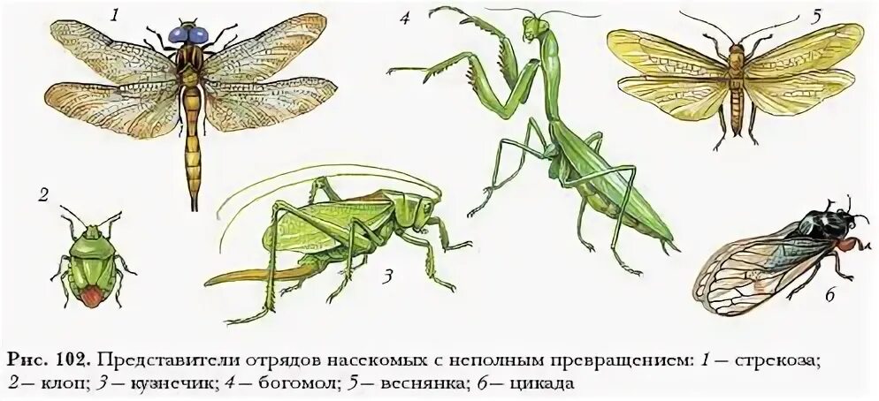 Зеленый кузнечик тип превращения
