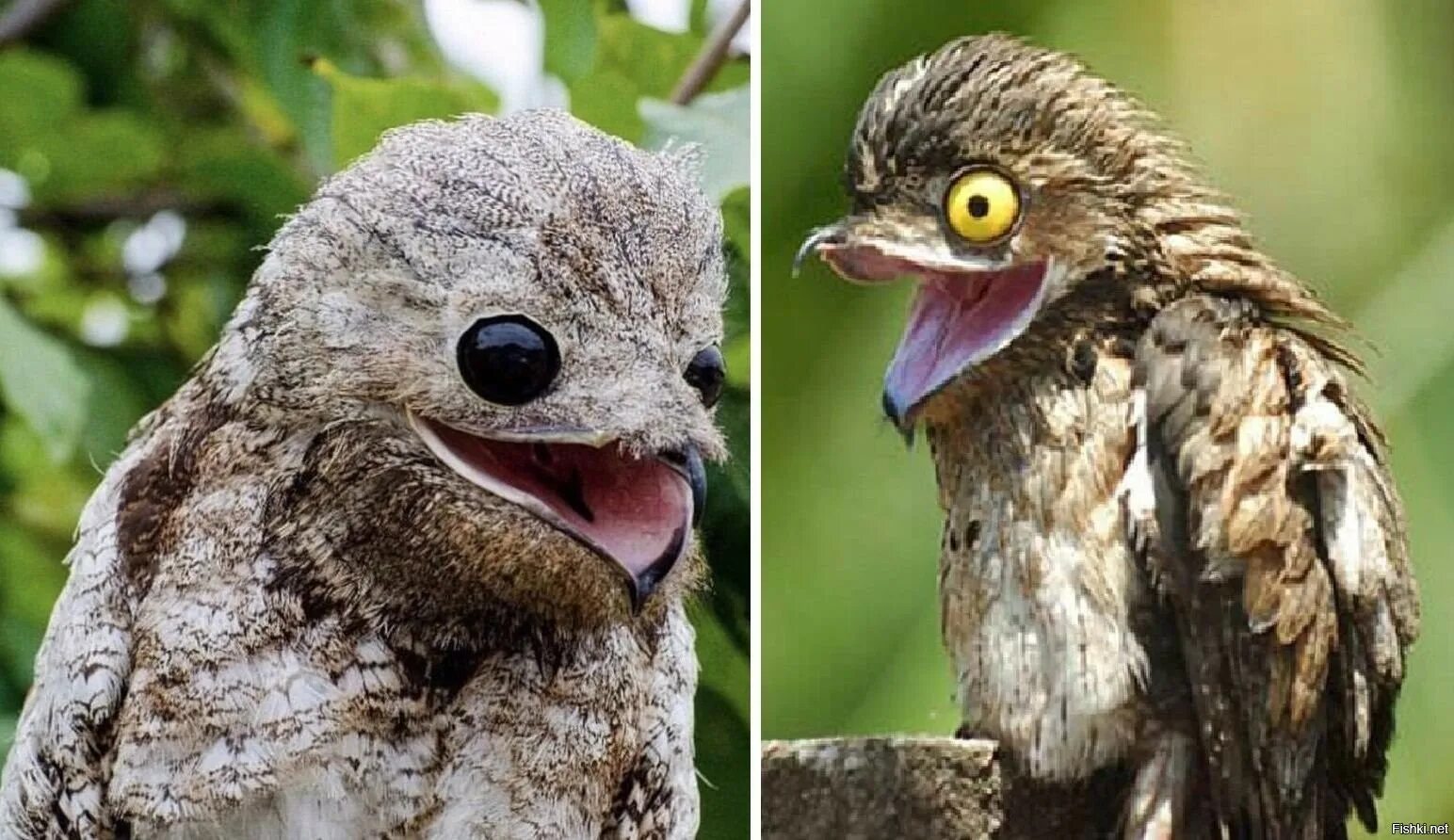 Исполинский козодой. Исполинский козодой. Птенец козодоя. Козодой сетконос. Козодой исполинский птица.