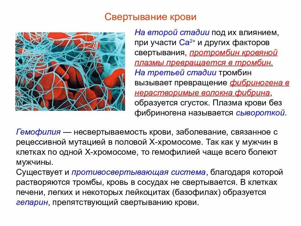 Фибриноген гемоглобин