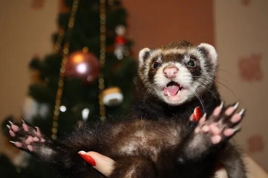 А меня не прет. Меня прет потому что новый год песня. Прет прет прет. Меня прёт меня прёт. Меня прёт меня прёт.