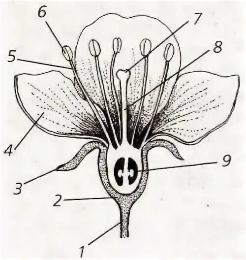 Поперечный срез завязи пестика лилии под микроскопом. Части цветка Пасечник. Строение цветка яблони биология 6 класс схема. Схема цветка биология 6 класс. Схема строения цветка 6 класс биология.