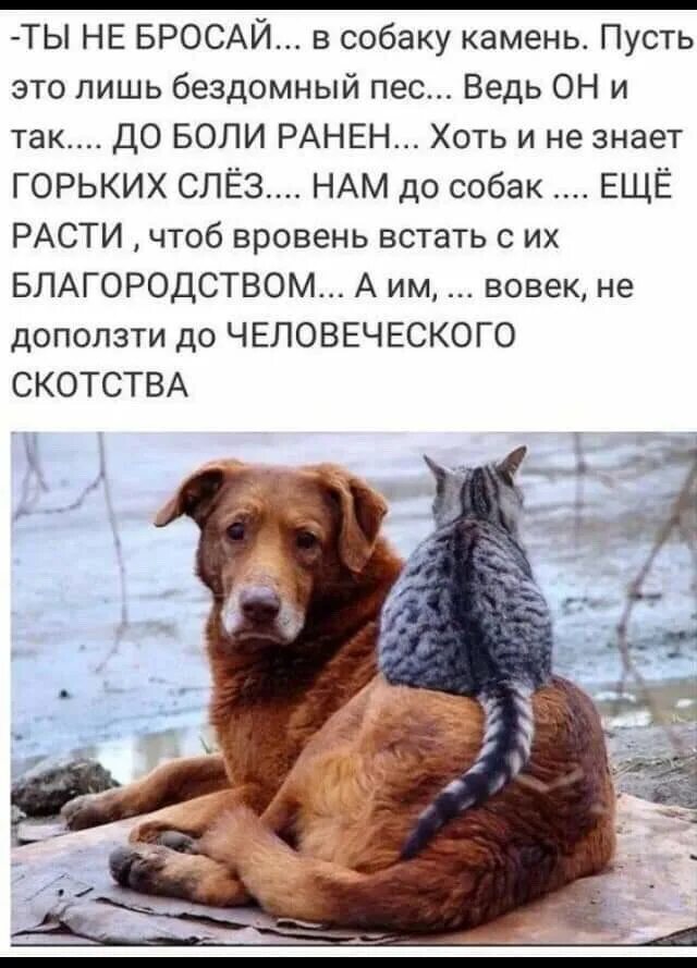 Щенки цитаты из песен. Цитаты про животных. цитаты про собак. фразы про бездомных собак. не бросай в собаку камень.