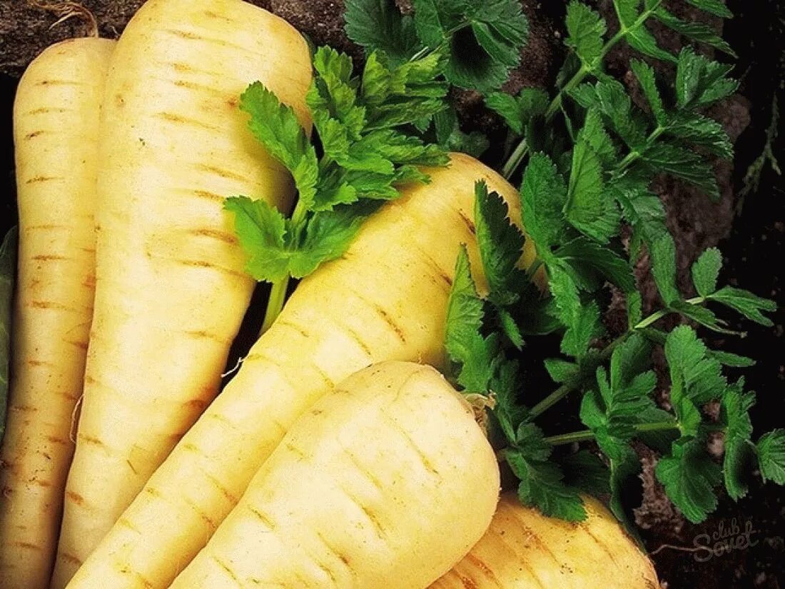 пастернак овощ корнеплод. пастернак морковь. пастернак овощ. пастернак ботва. пастернак круглый.