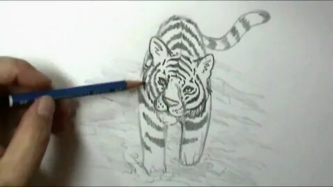 Нарисовать тигра карандашом просто