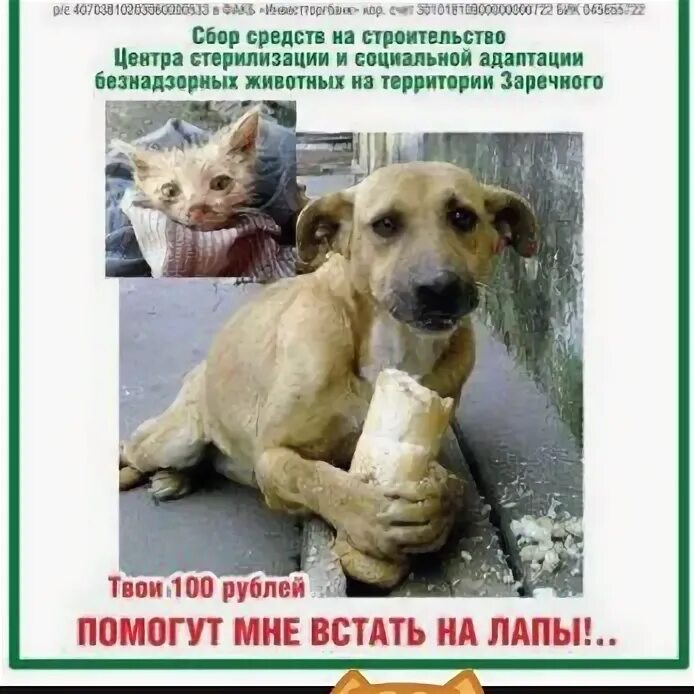 Фонд помощи животным пенза. Акция помощь приюту для животных. Приют для бездомных животных пенза. Фонд помощи животным здание. Приют для животных пенза.