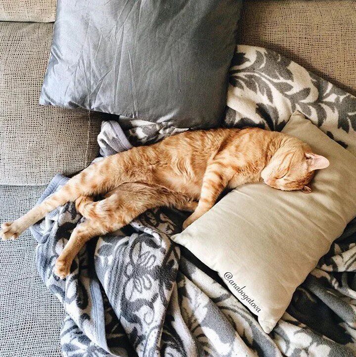 Уставший котик. Котик спросонья. Усталый рыжий кот. Рыжий кот устал.
