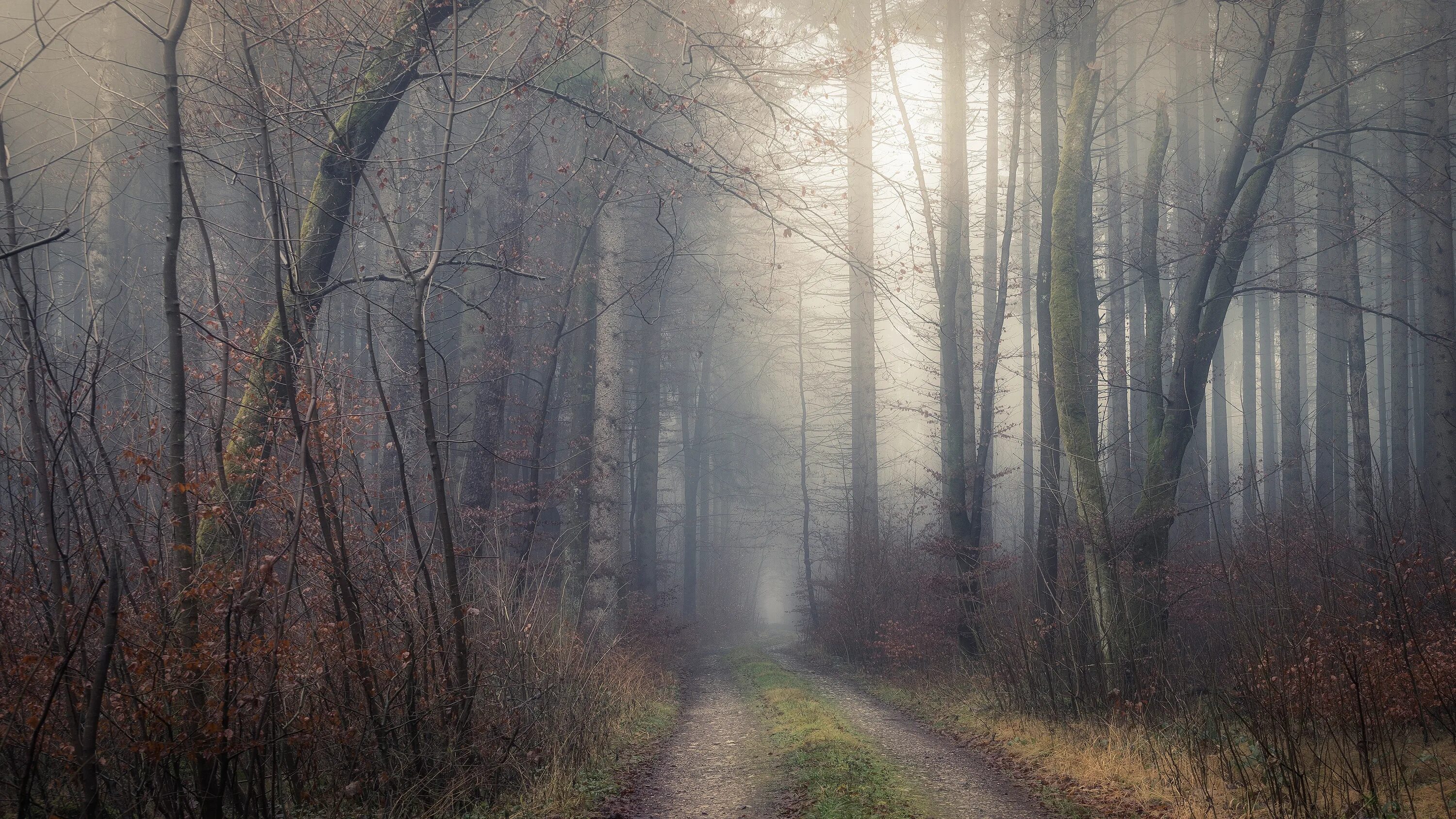 Тропинка в тумане в темном лесу. Лес в тумане. Мистический лес. Таинственный лес туман. Загадочные туманы