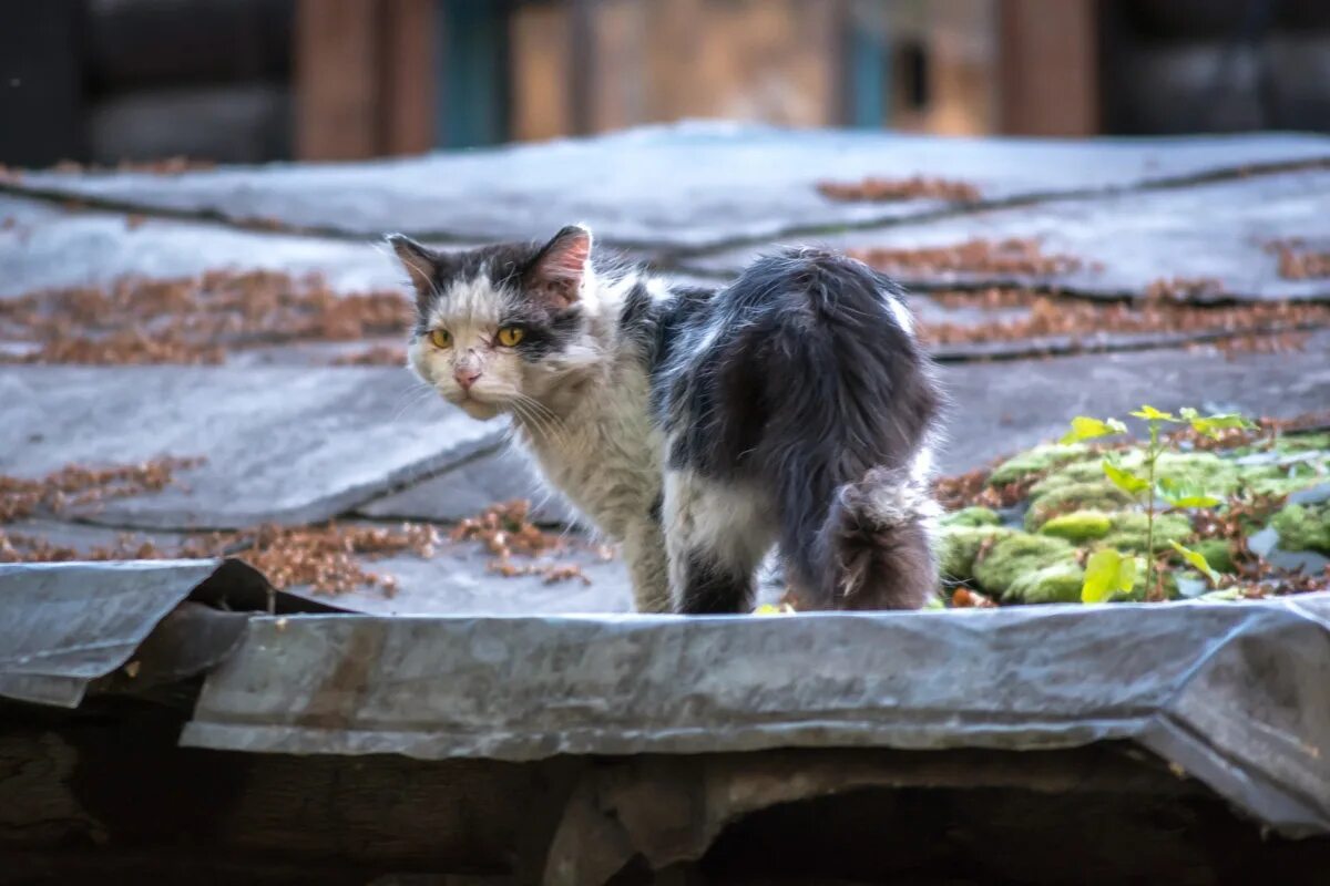 Одинокий котенок. Бездомный кот. Бездомные кошки. Брошенный котенок на улице. Брошенный котенок на улице.