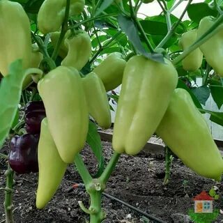 Few peppers