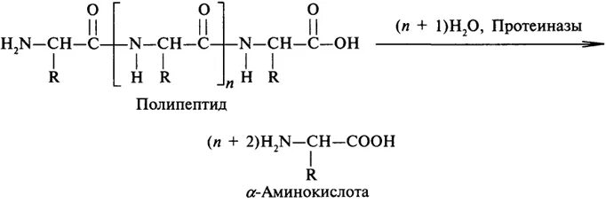 Расщепляет полипептиды. Схема гидролиза белка. Реакции расщепления белков. Схема расщепления белков до аминокислот. Гидролиз белков схема реакции.