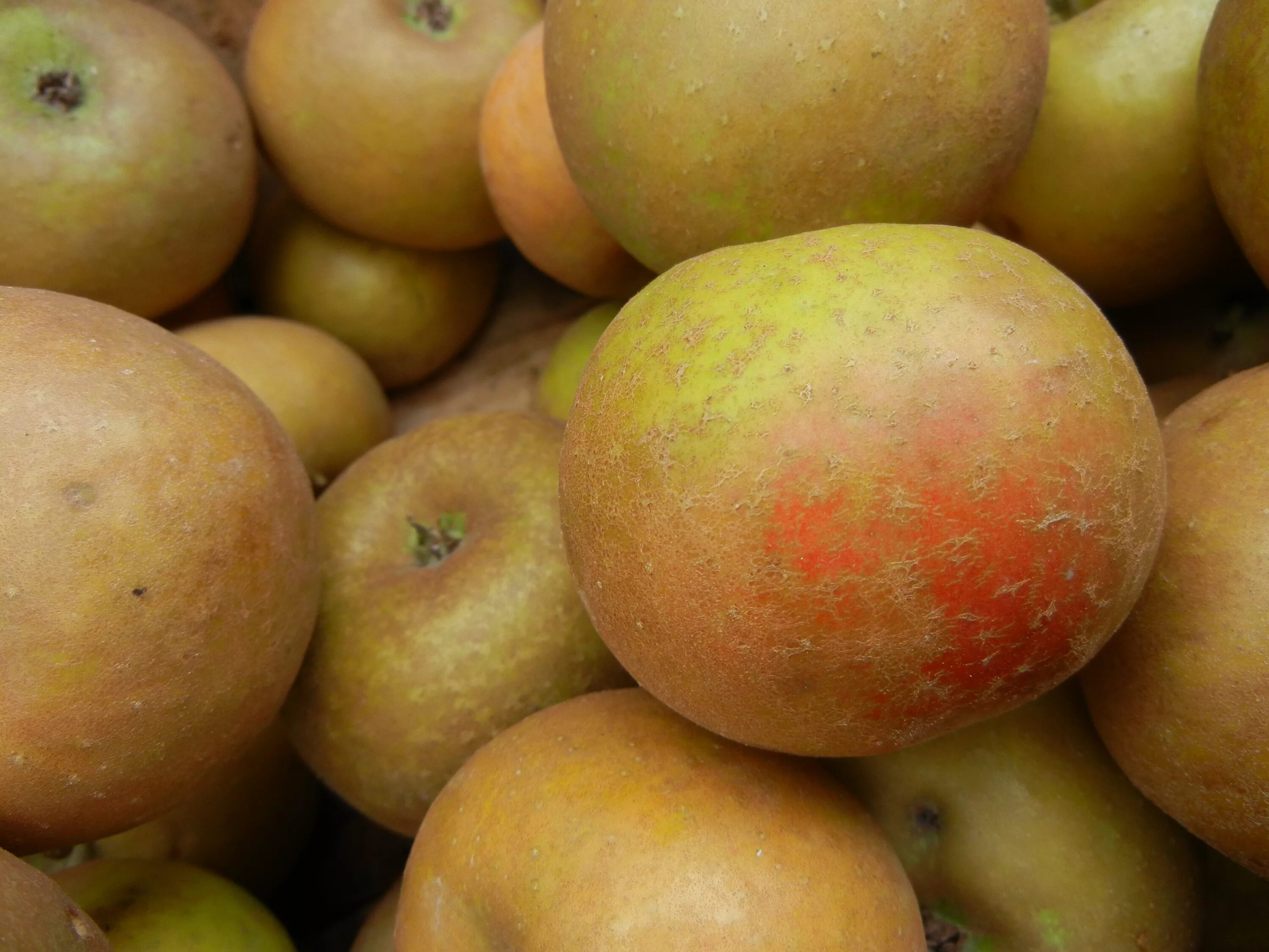 Яблоня коричневое. Сорт Russet. Коричневое яблоко. Сорт яблок коричное. Коричневые яблоки сорт.