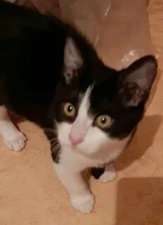 Авито ставрополь котенок в добрые руки