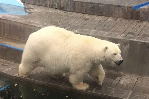 Белый медведь вес