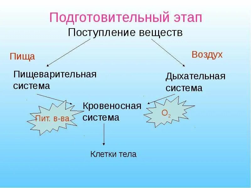 Этапы поступления воздуха. Подготовительная стадия обмен веществ в органах дыхания. Подготовительный этап энергетического обмена. Подготовительный этап обмена веществ система. Поступление веществ в клетку метаболизм.