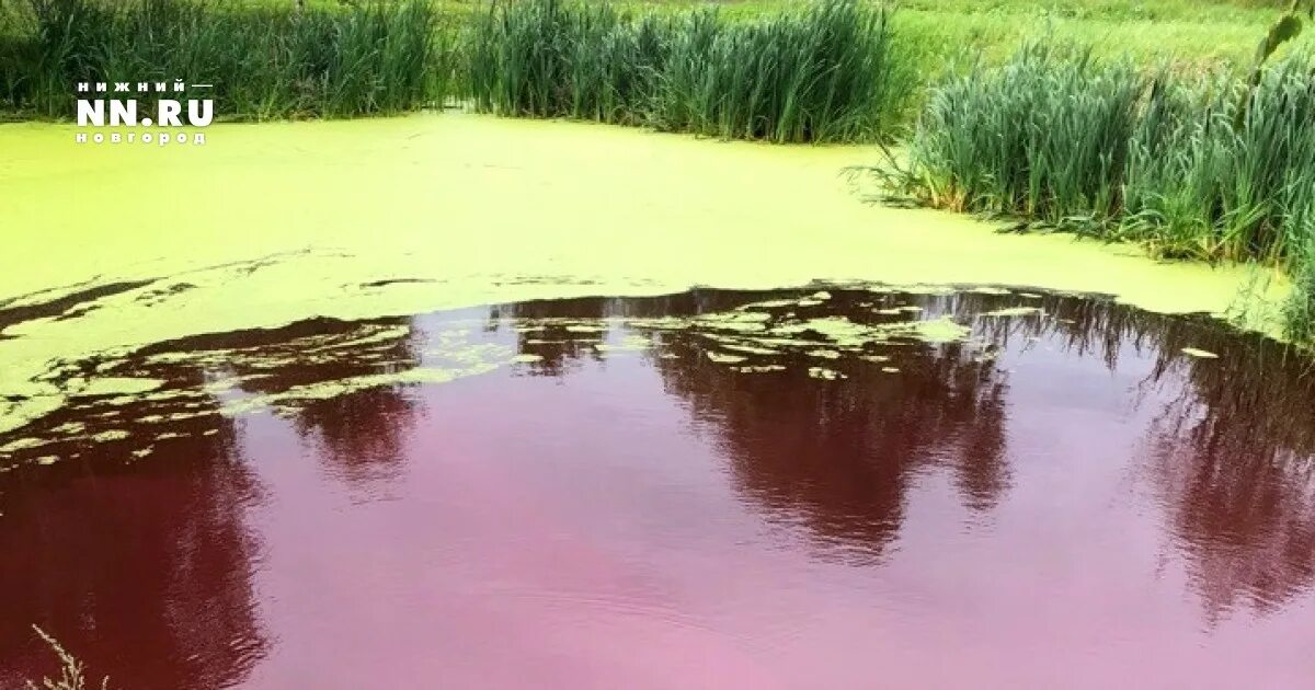 В исследованной воде из местного болота. Красное болото Мозырь. Красное (Арзамасский район). Красное озеро Нижегородская область. Болото Арзамасский район.