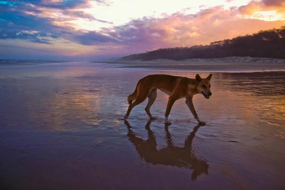 Большая собака динго. Собака Динго. Австралийский Динго. Динго в Австралии. Собака Динго в Австралии.