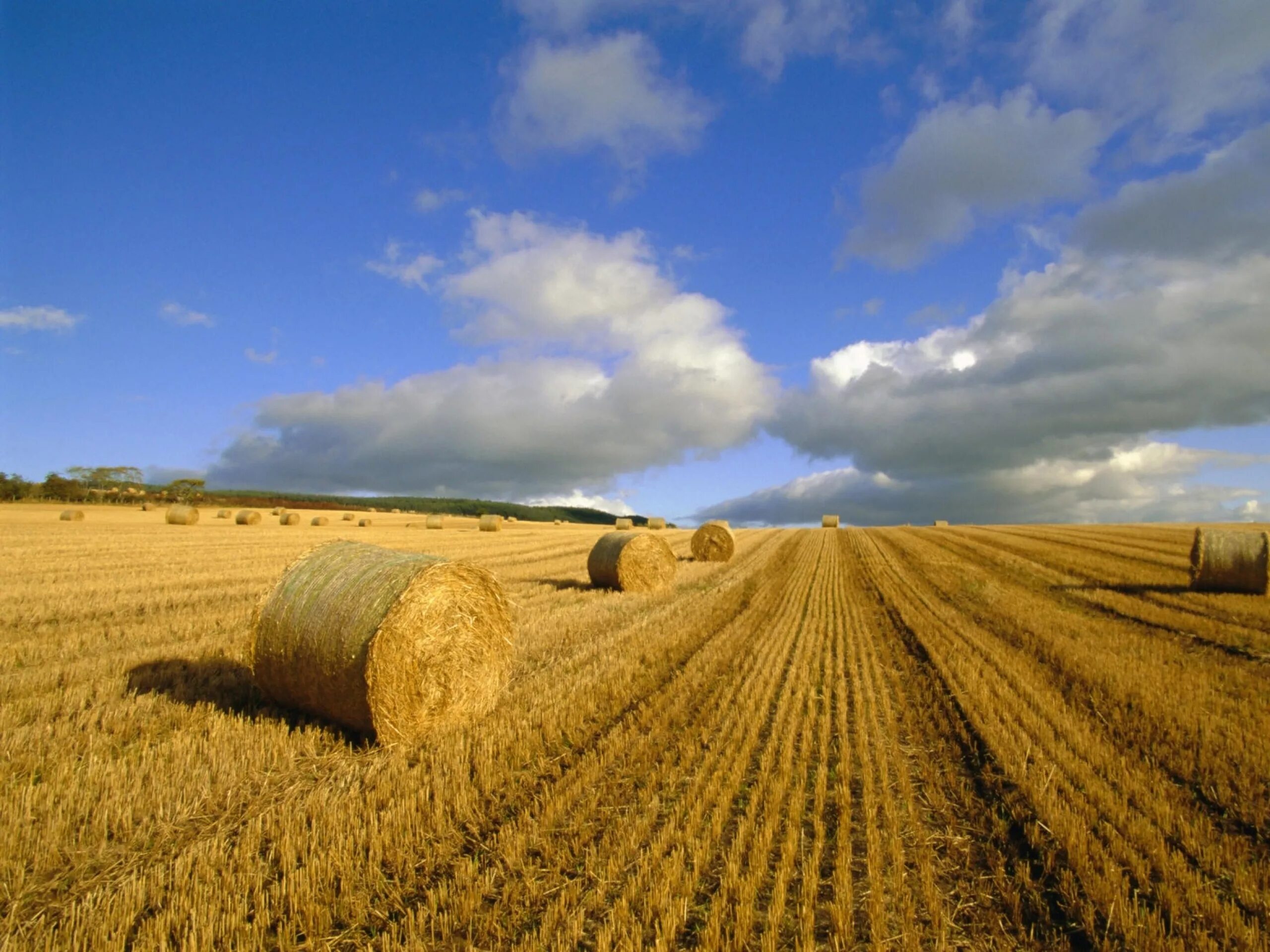 Сельскохозяйственные земли. Земля в сельском хозяйстве. Сельскохозяйственные поля. Поле пшеницы.