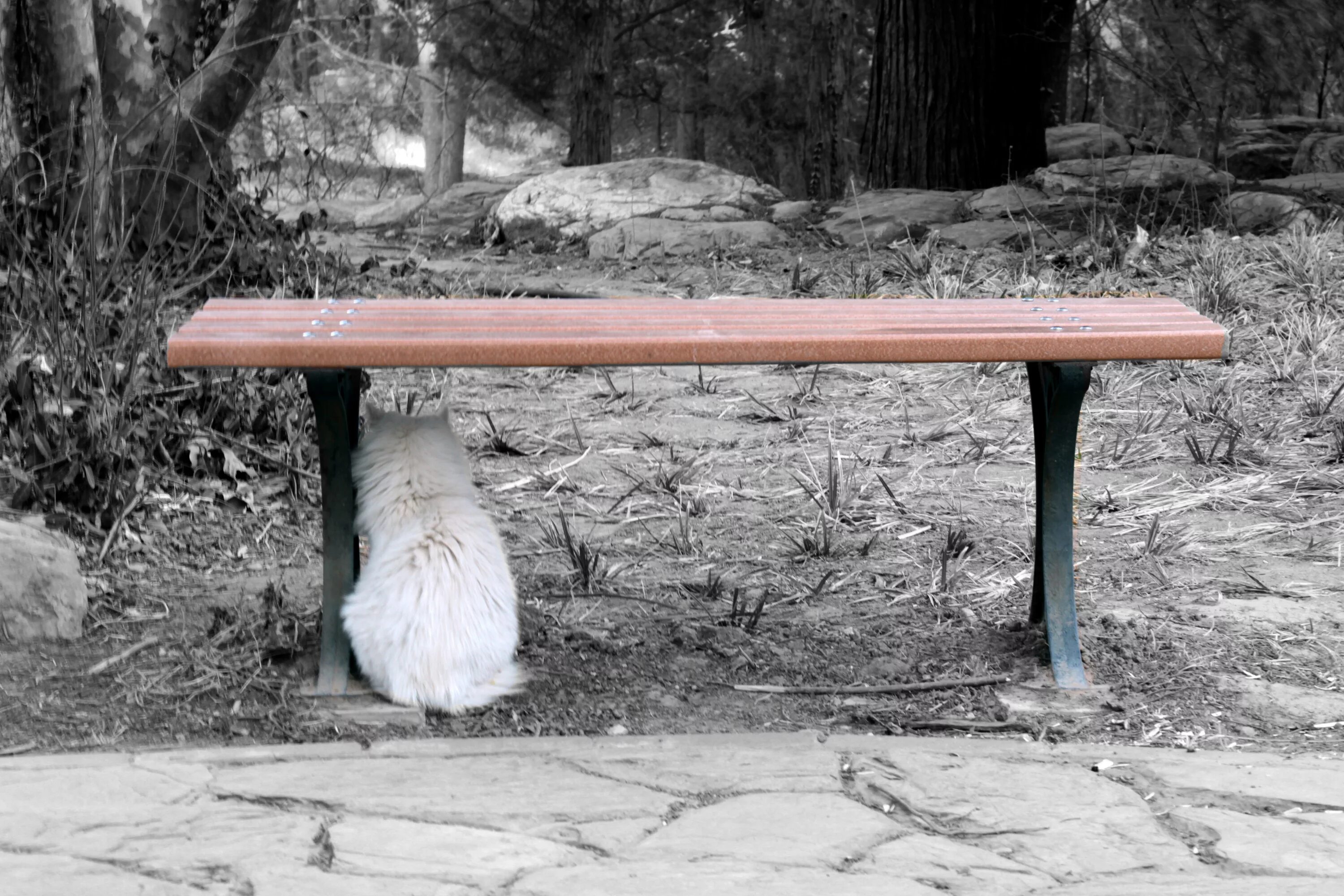 Кот на лавочке. Скамейка в парке. Скамейка на природе. Найти под лавкой. Старая скамейка в парке.