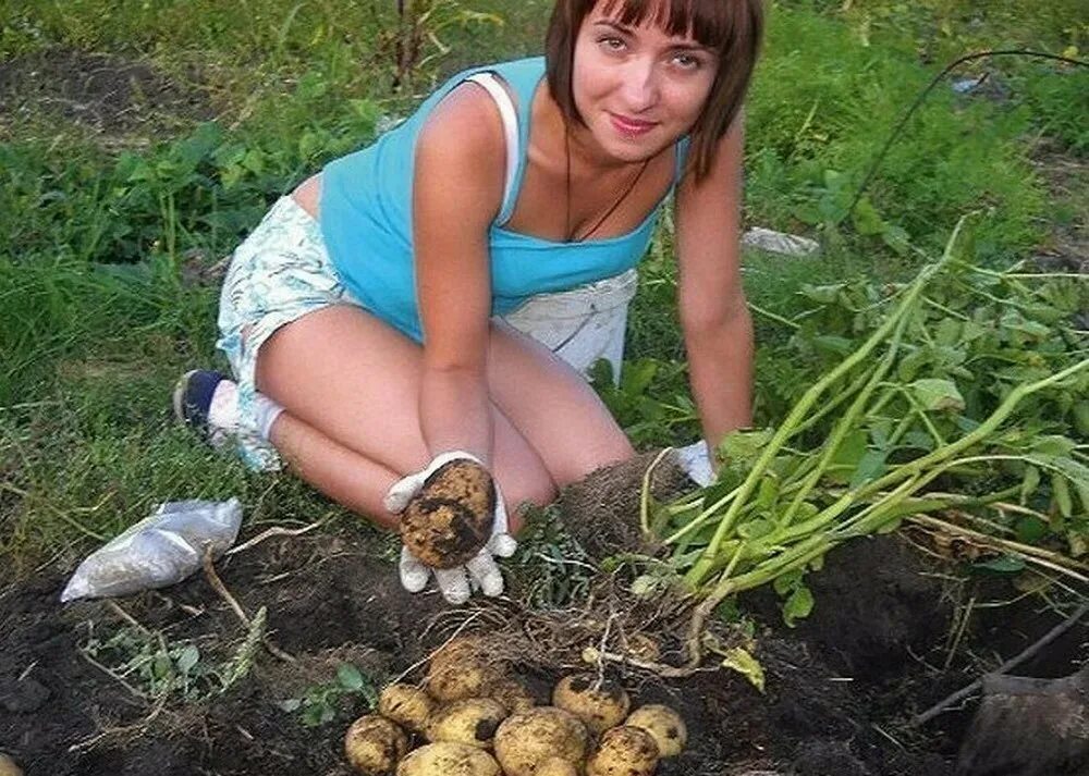 Картошка в огороде. Баба на грядке. Девочка в огороде. Картошка на даче.