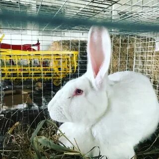 Какую породу лучше разводить