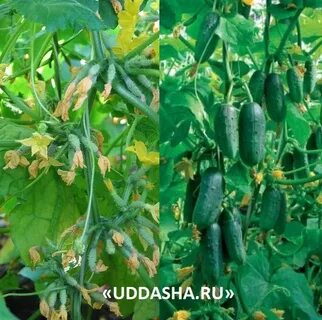 Кустовые огурцы сорта самоопыляемые