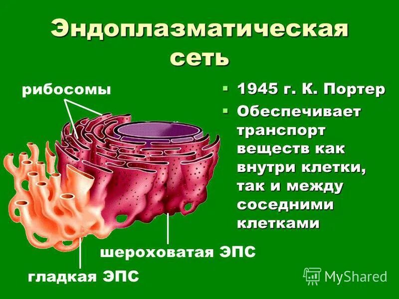 Пузырьков эпс. 1. Эндоплазматическая сеть. Гладкая эндоплазматическая сеть класс. Гранулярная эндоплазматическая сеть где. Органоиды эндоплазматическая сеть.