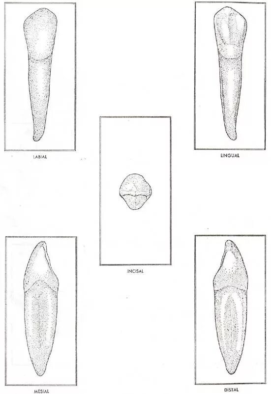 Клык верхней челюсти анатомия. Клык аракали. Клык аракали. Моделировка нижнего клыка. Клык волка на ярмарке мастеров.
