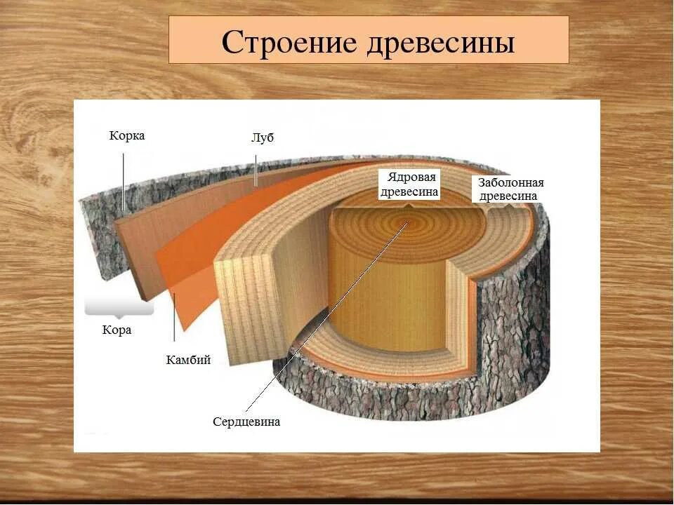 Дерево состоит из слоев