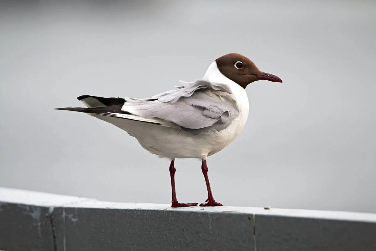 Черноголовая чайка. Озерная черноголовая Чайка. Larus ridibundus. Чайка птица с черной головой. Вид Чайки с черной головой.