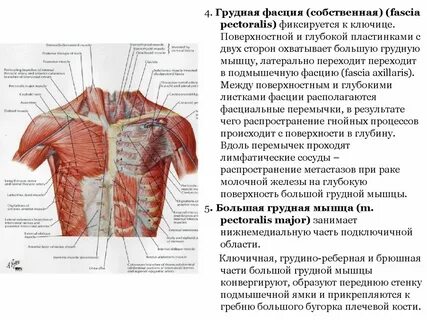 Грудино ключичная мышца относится к