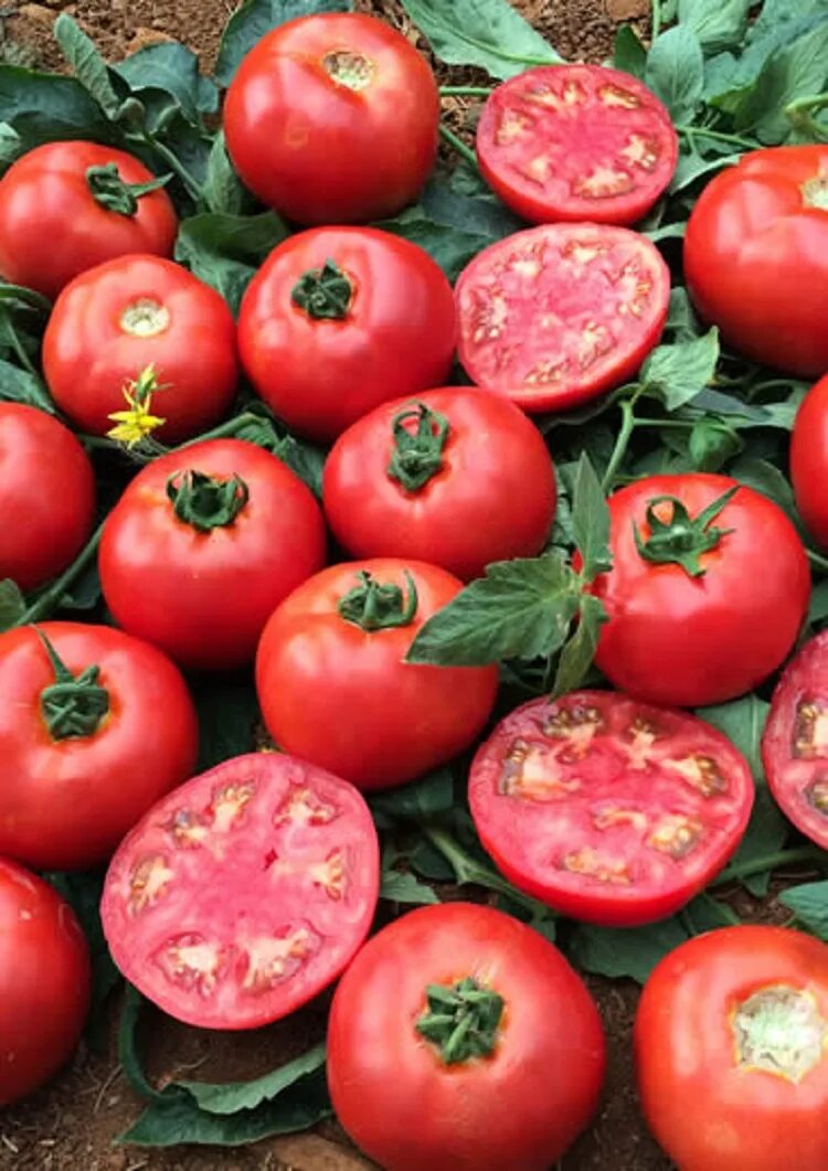 Томат села. Томат 100 и 1000. томаты италия тарла. hybrid tomato seed. 16 f1.