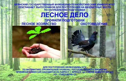 Лесное дело отзывы
