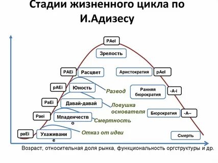 Жизненный цикл компании по адизесу