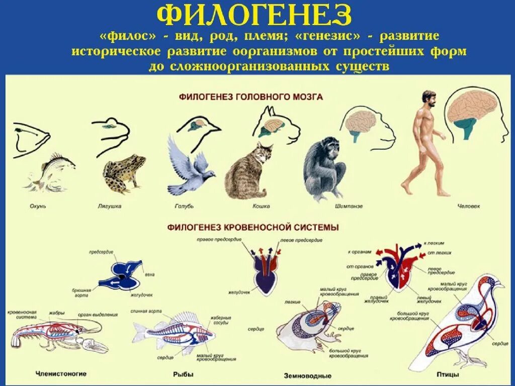 Суть филогенеза. Эволюция систем органов животных пищеварительная система. Филогенез. Филогенез это в биологии. Филогенез историческое развитие.