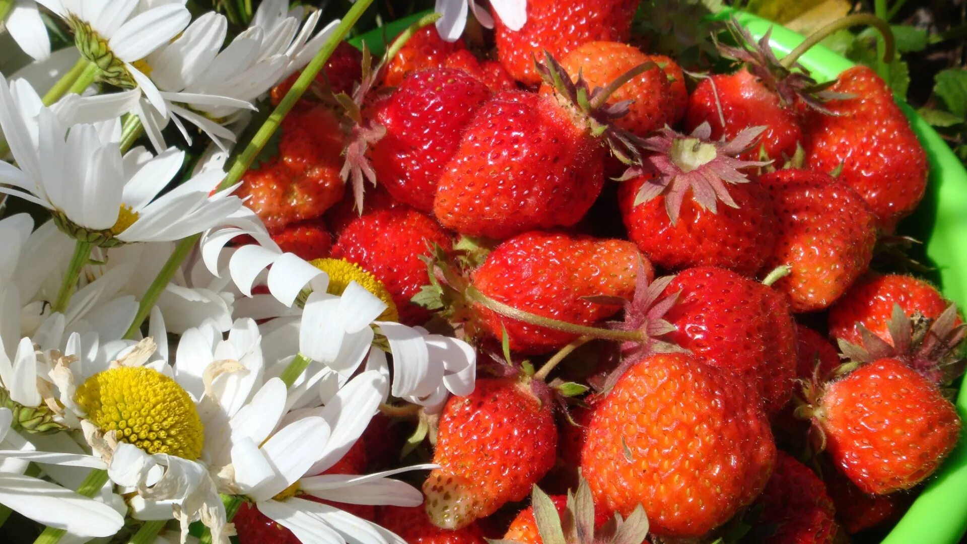 Strawberry flowers