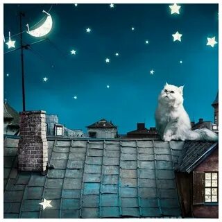 Какая ночь котенка