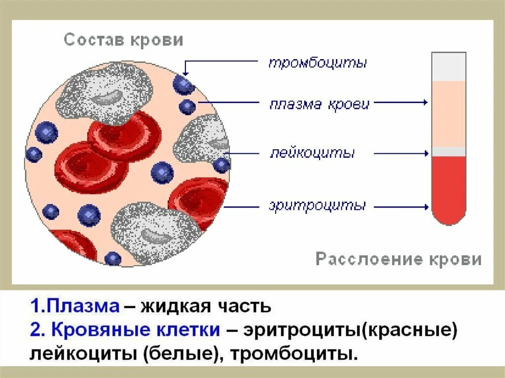 Строение крови человека схема. Состав крови: кровяные клетки. Строение кровяной ткани. Клетки крови эритроциты лейкоциты тромбоциты рисунок.