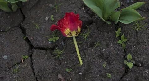 Погубить цветы