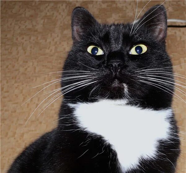 Кот с черными усами. Черная кошка с белыми усами. Черный котенок с белыми усами. Черный кот с белыми усами. Белый галстук у черного кота 7 букв