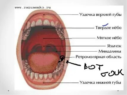 Твердое и мягкое во рту