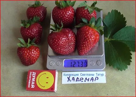 Клубника хадемар
