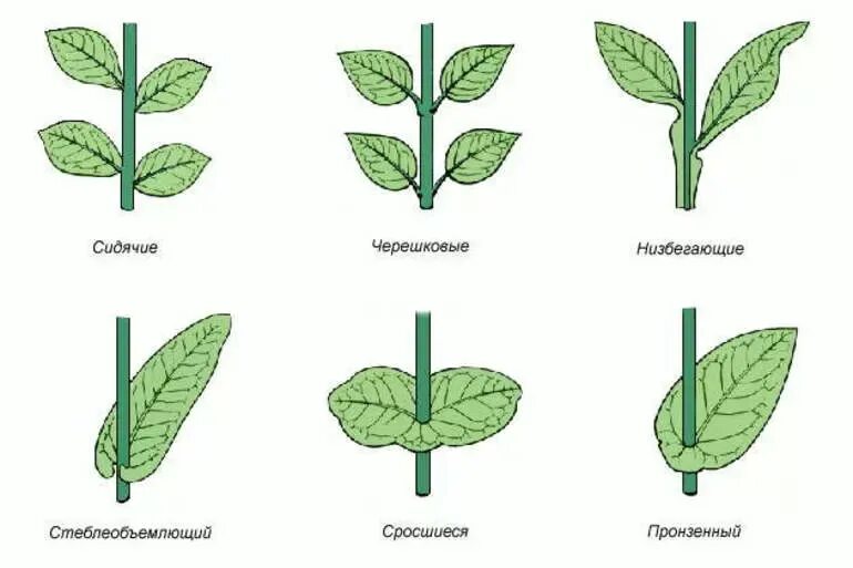 Типы прикрепления листьев к стеблю. Тип прикрепления черешков к стеблю. Типы листьев черешковые. Прикрепление листа к стеблю черешковый. Ток по направлению к листьям
