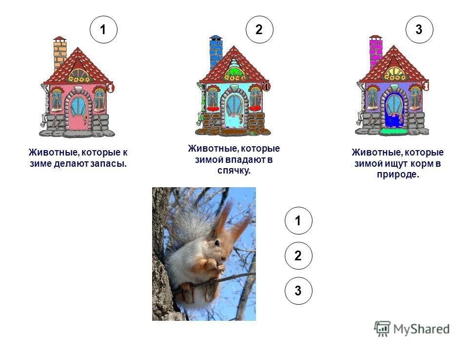 Звери делают запасы на зиму. Животные которые делают запасы на зиму. Кто делает запасы. Животные которые делают запасы на зиму. Животные запасаются на зиму.