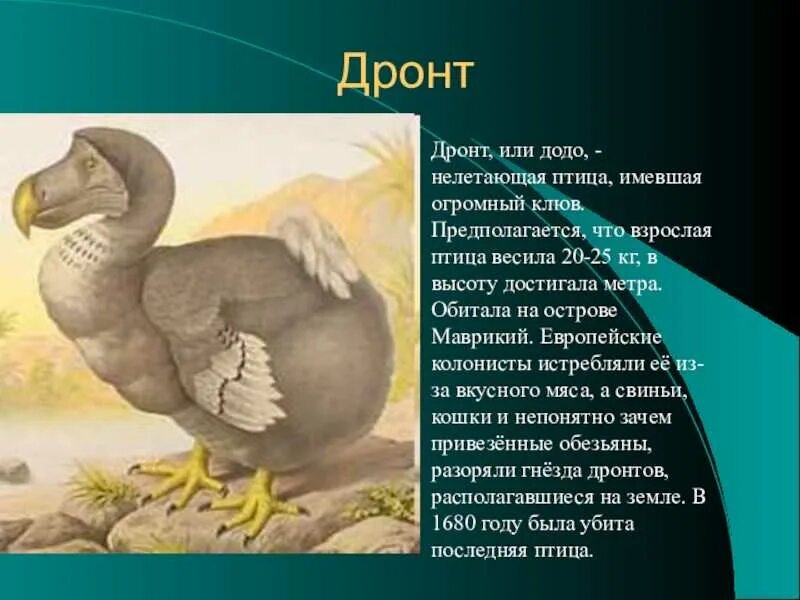Маврикийский дронт вымерли. Маврикийский дронт птица. Дронт вымершая птица. Билибин царь дадон перед шамаханской царицы. Птица дадон.
