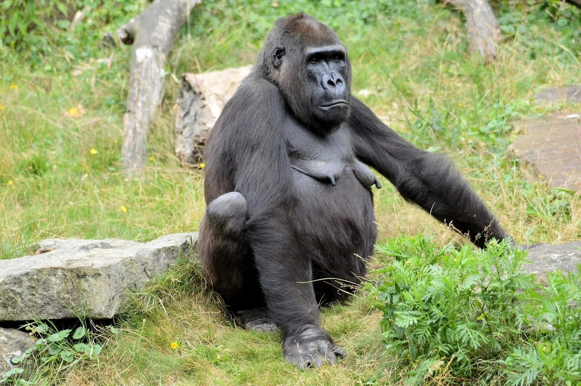 Monkey gorilla
