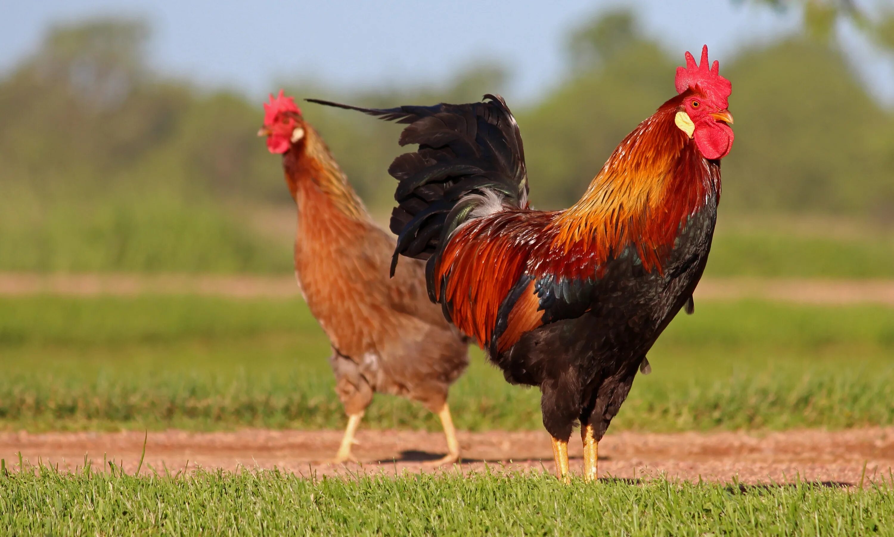 Петух и курочка. Два петуха. Петух коралл. Петухи дерутся. Фото курицы и петуха.